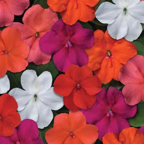 Beacon Select Mix Impatiens